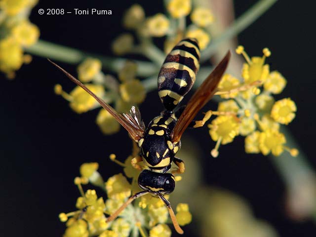 Su fiori di edera: Polistes sp. (Vespidae)